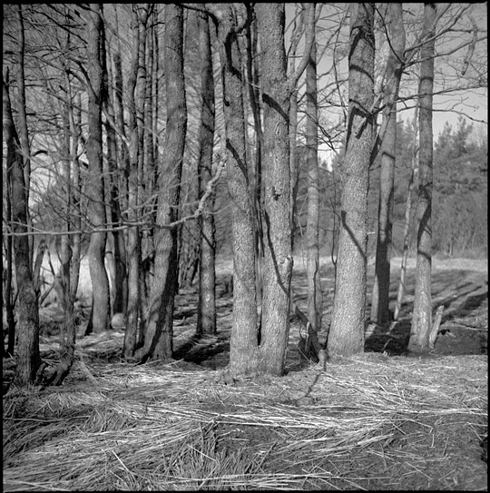 *** tmax100