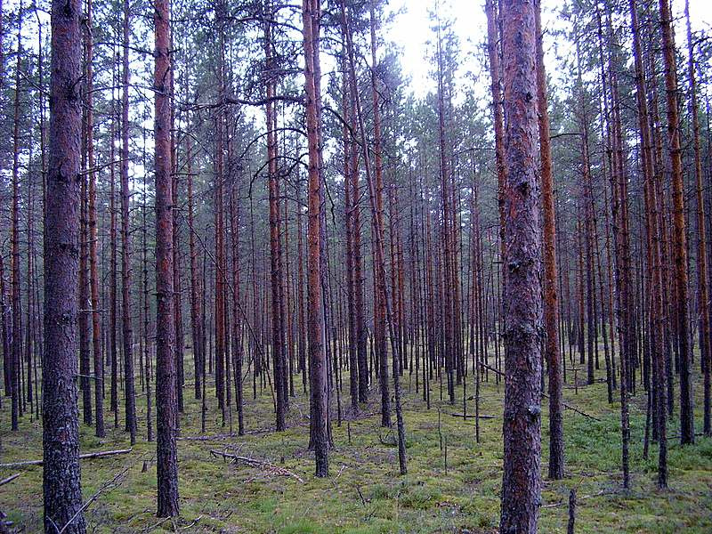 лес сосна лес псковская область