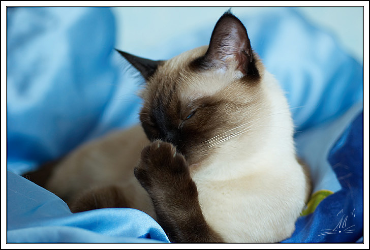Пшел на.. со своим фотоаппаратом (Или капризы звездной кошки) тайская кошка THA
