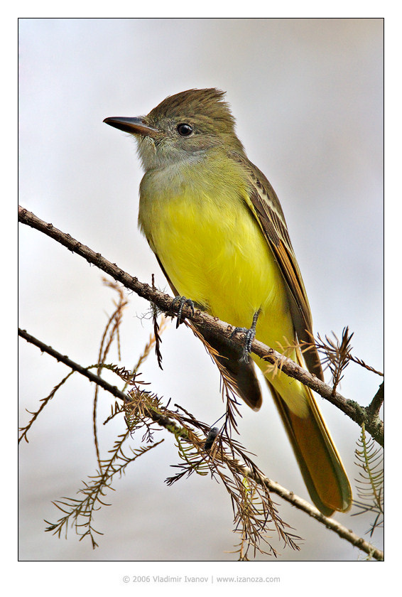 Ля-бемоль Мухоловка Great Crested Flycatcher Corkscrew Swamp Sanctuary Florida USA
