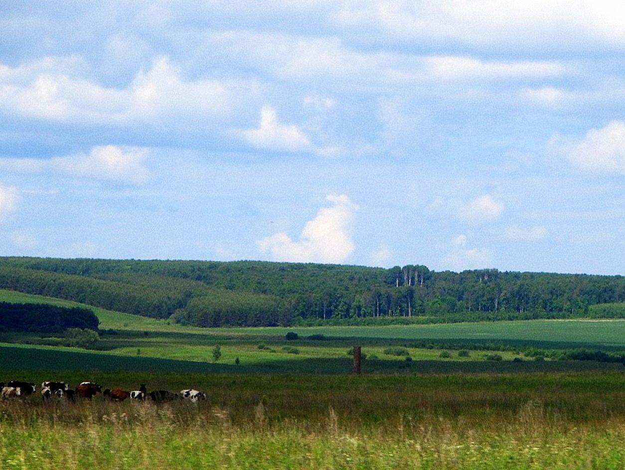 Родные просторы. ***