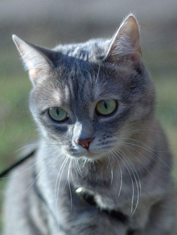 самая послушная модель кошка портрет