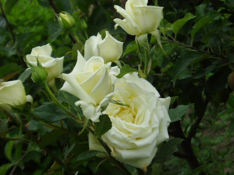 Rose flower