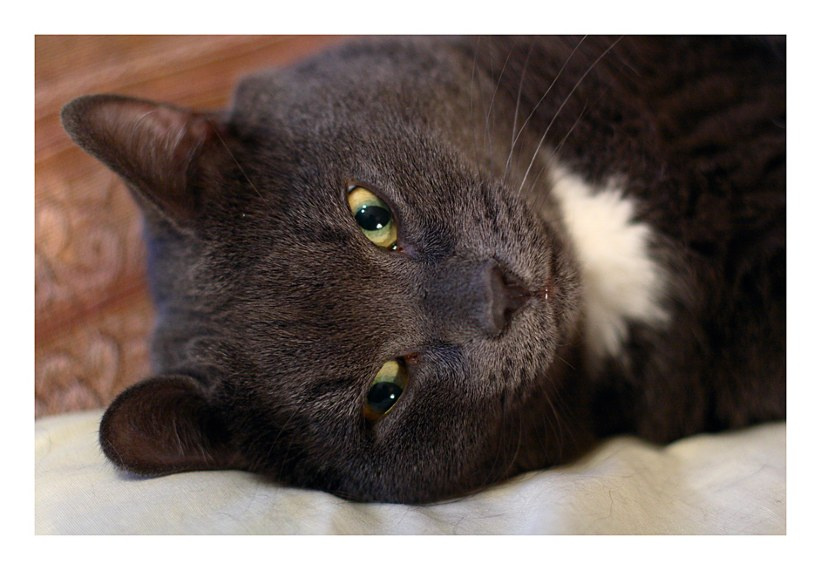 *** кот, коты, кошки