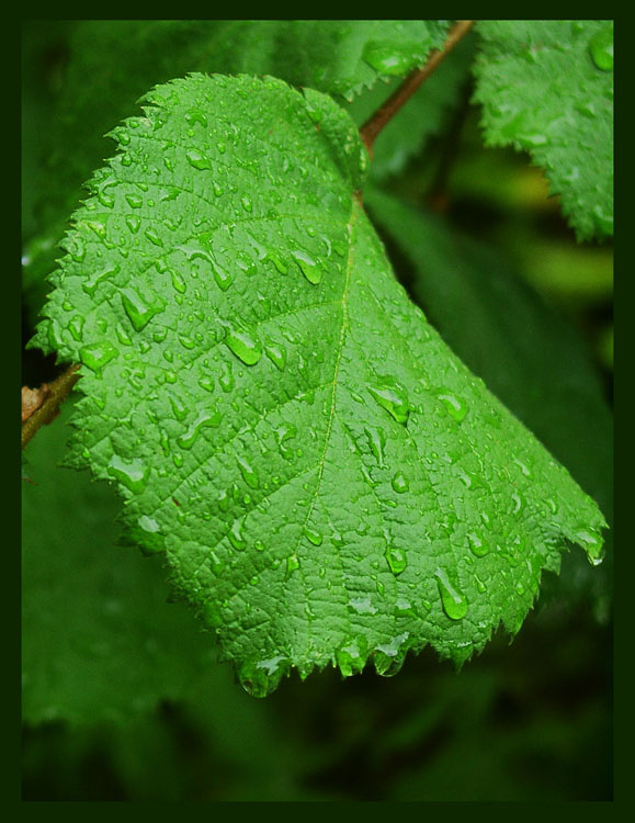 Лист осины лист осина дождь leaf aspen rain