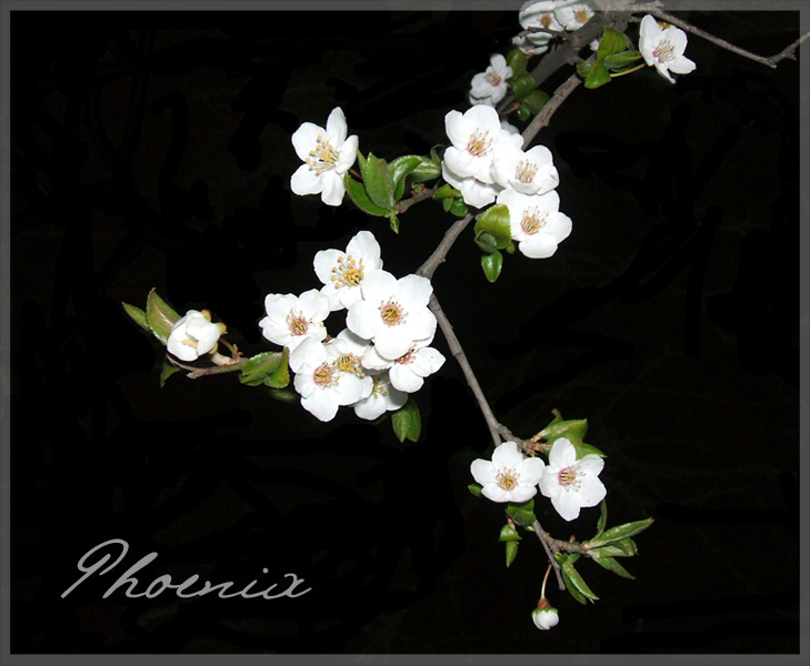 NightFlower night flower цвет