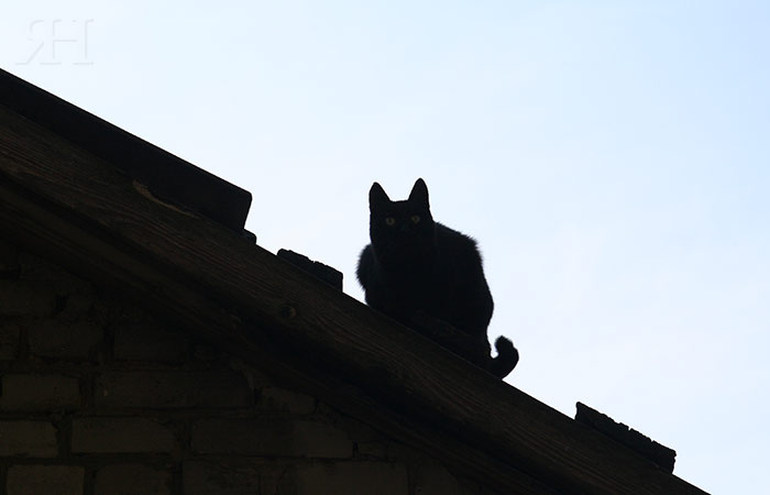 Дневной дозор кот крыша