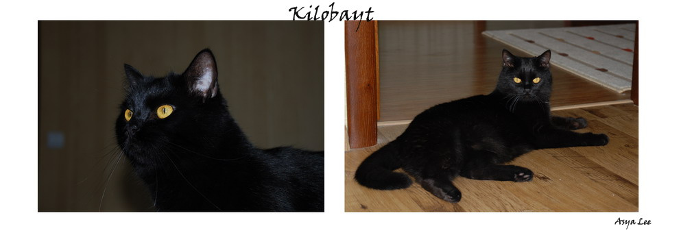 киллер кот киллер килобайт КВ киля