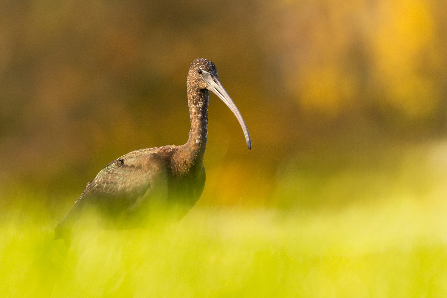 Ibis brown 