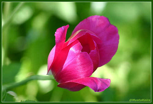 Pink Tulip тюльпан розовый цветок