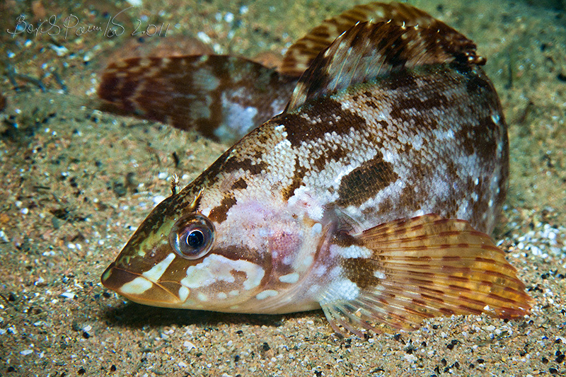 Alaska green-fish Alaska green-fish underwater sea of japan greenling терпуг восьмилинейны бурый Японское море