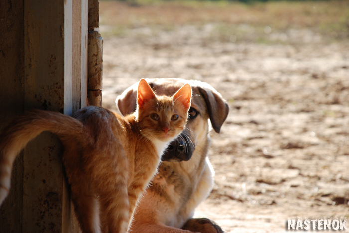Заклятые друзья собака, пес, кошка, котенок, кот