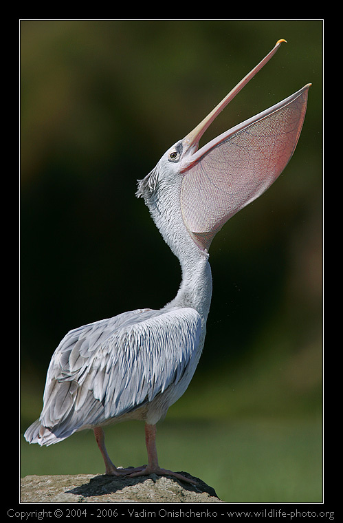 Пеликан рыжеватый - Pelecanus rufescens фотосафари африка кения