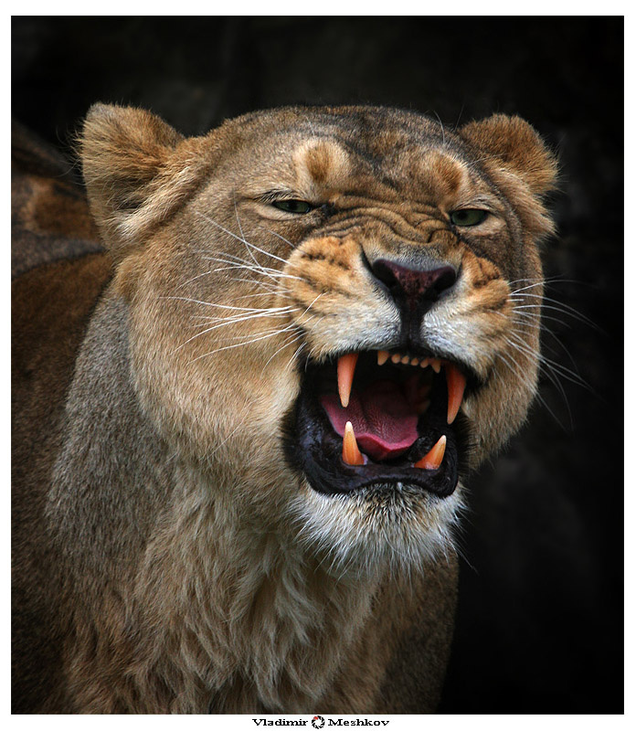 Lion\'s Smile 