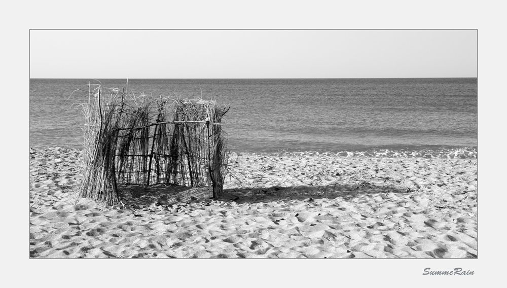 wild shore 