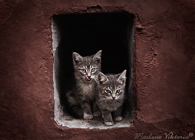 Двое кош, котенок, кот, котята, животное