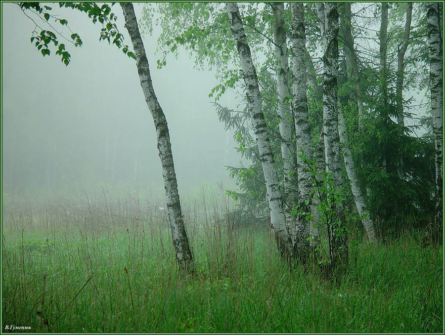 Весна весна, лес, поляна, березы, трава, утро, туман