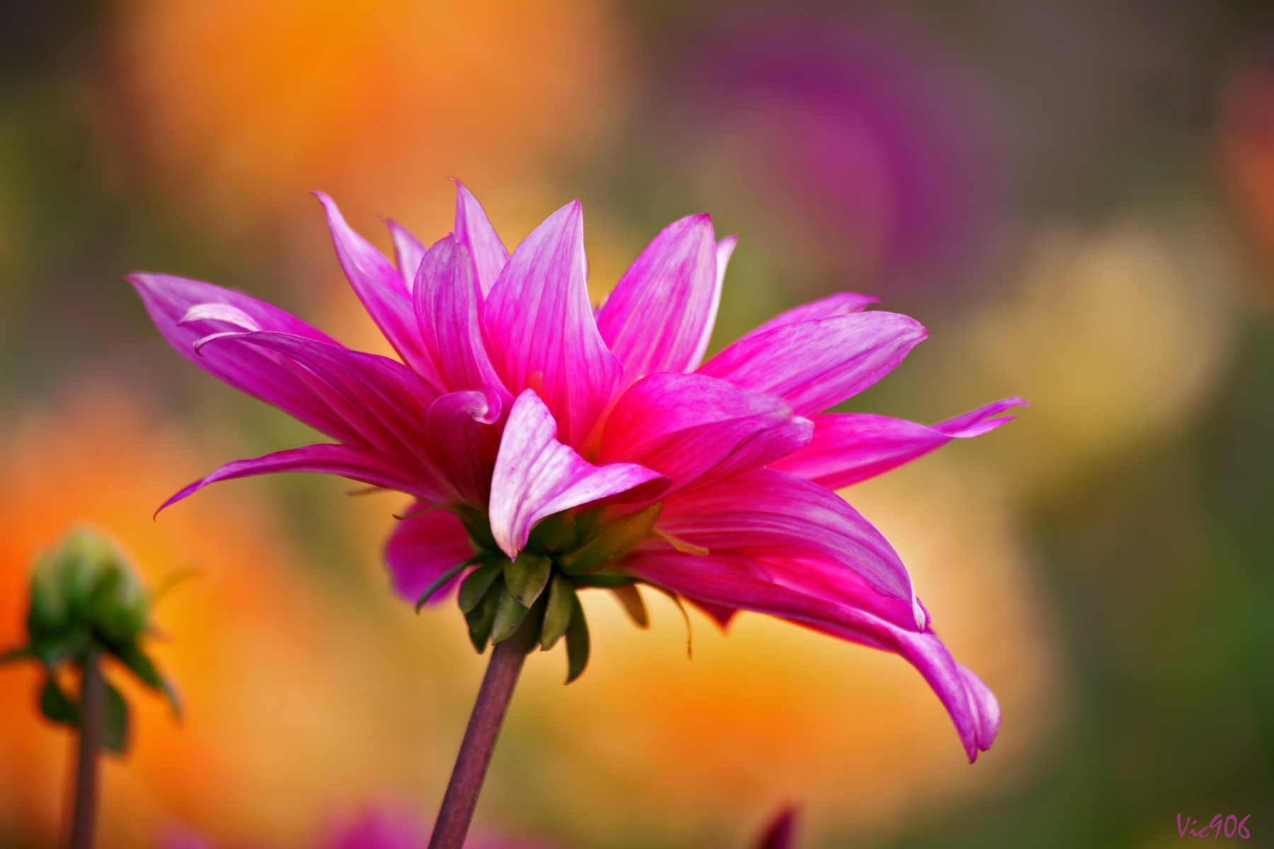 *** dahlia daliya георгина георгины природа цветы