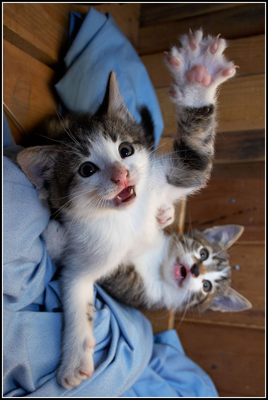КотоКот кот кошка котёнок животные зверь животное