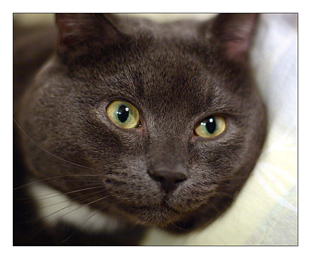 *** кот коты