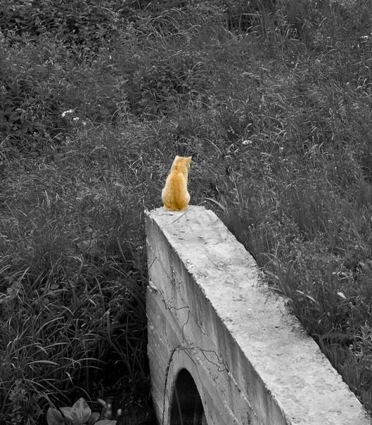 никто меня не любит... парк кот рыжий