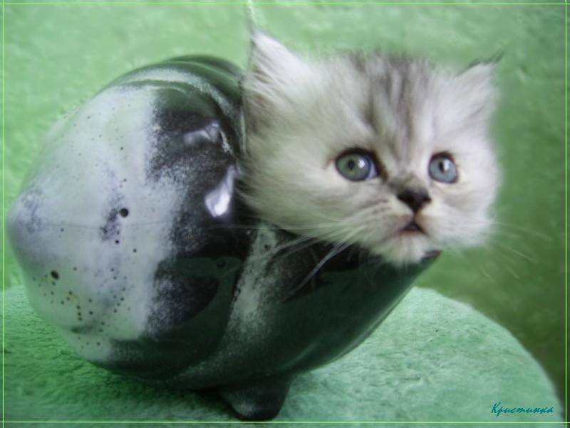 Улитка Ракушка улитка кошка кот котенок