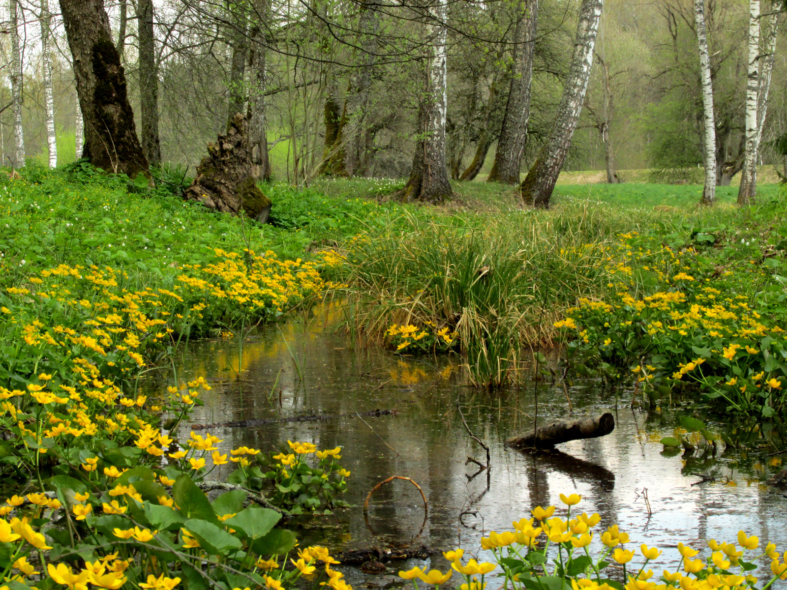*** флора.цветы.вода.апрель.24.04.2023