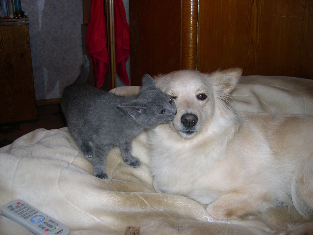 ну не сердись!!!! кошка собака