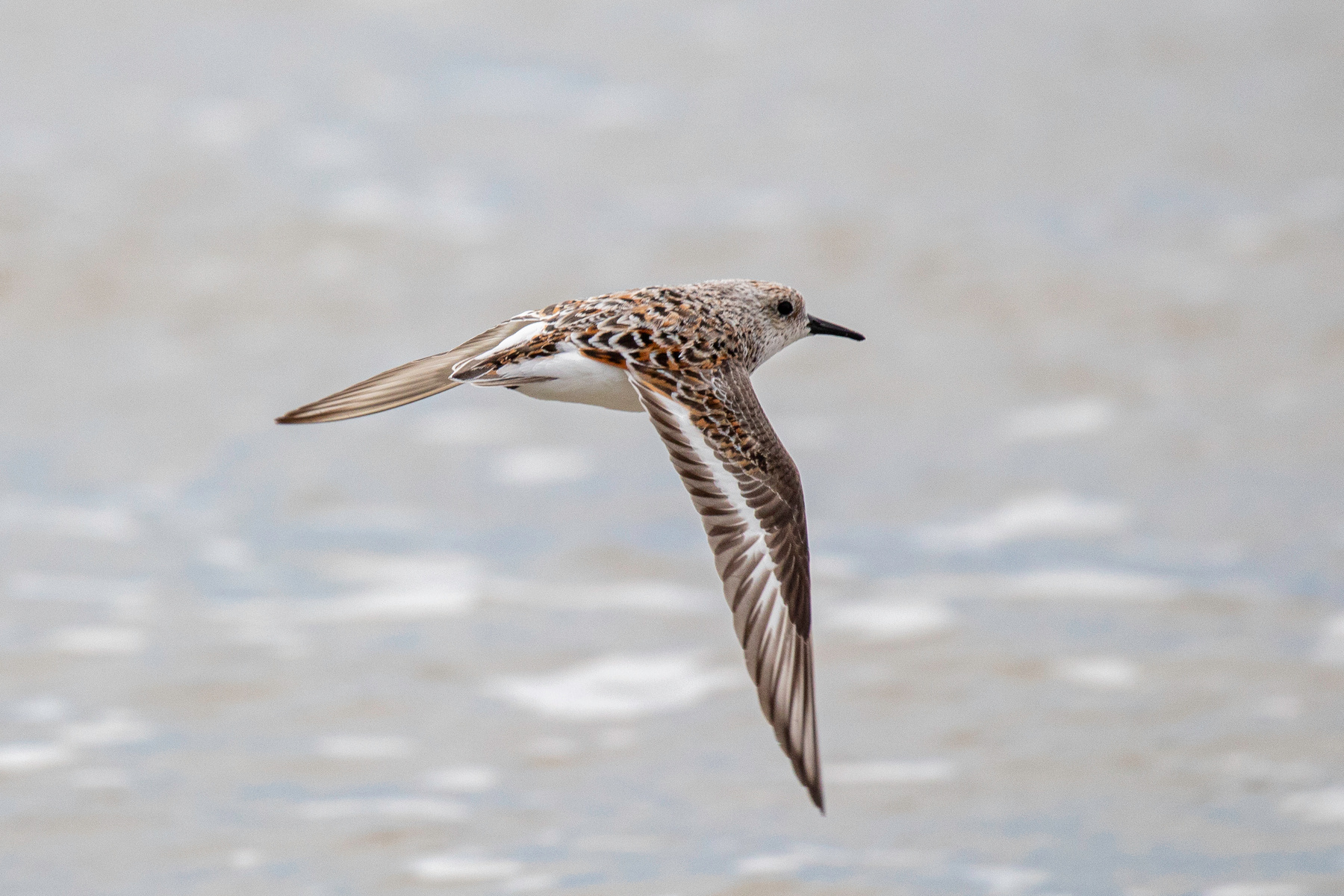 Песчанка Песчанка Sanderling Calidris alba