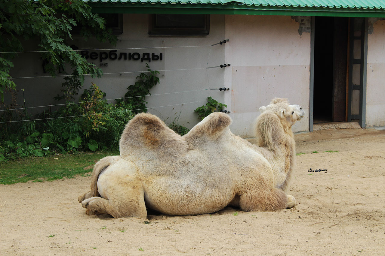 двугорбый верблюд 