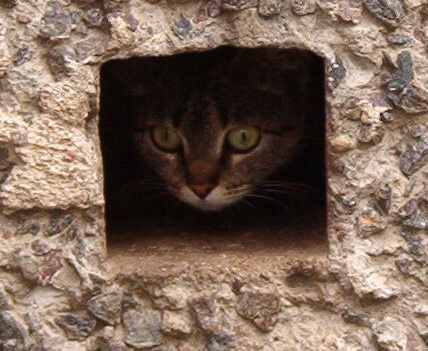 Дом. котёнок