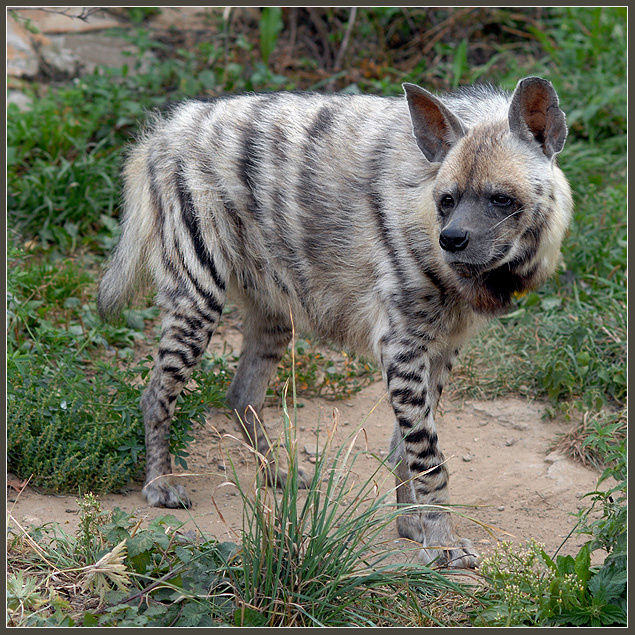 Кажется, там что-то интересненькое? полосатая гиена Hyaena hyaena