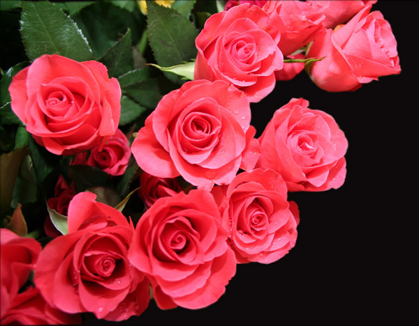 *Rose* розы, цветы