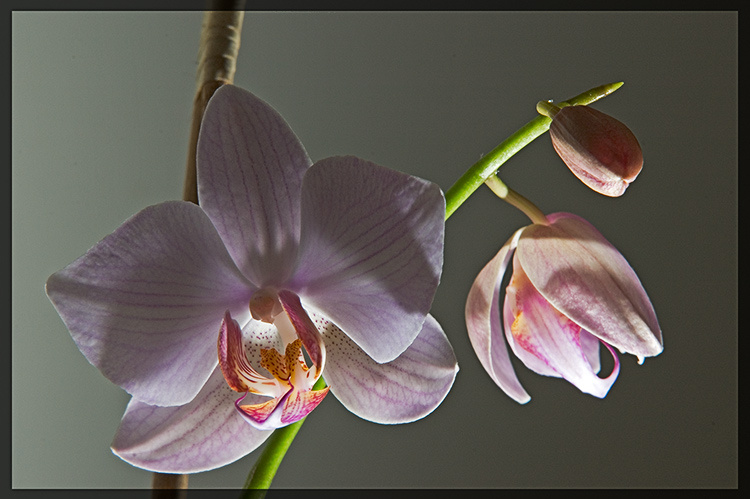 Orchids & Light орхидея свет макро