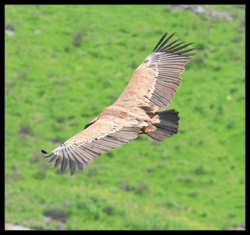 Griffon Vulture - Gyps fulvus 