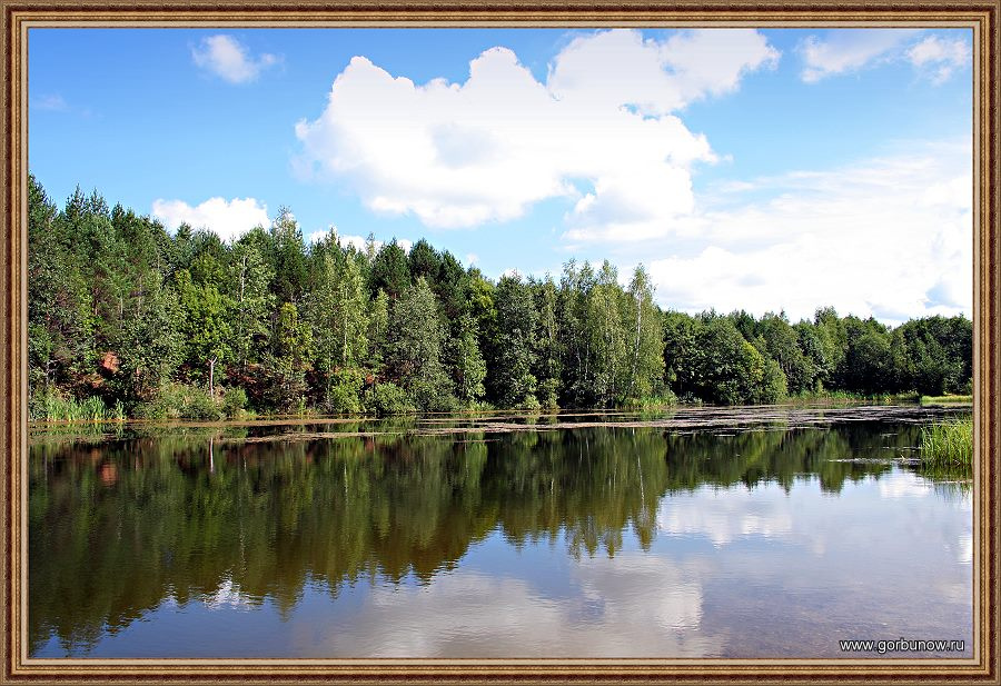 Лесное озеро Озеро лес вода лето