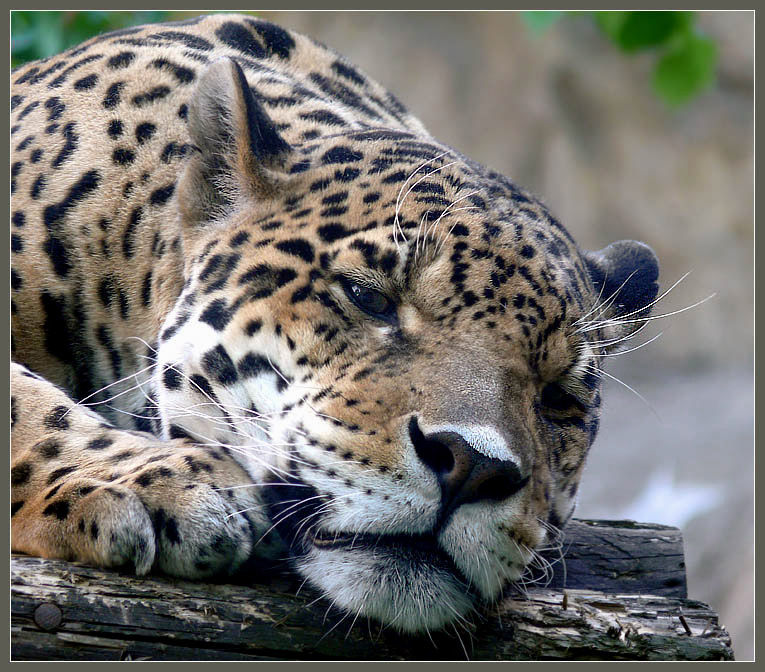 В часы раздумий Ягуар, Panthera onca, Московский зоопарк