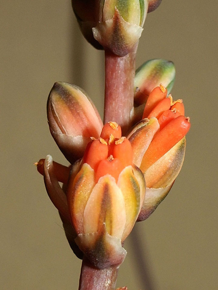 Так растут хот-доги!!! алоэ хавортиевидное Aloe haworthioides