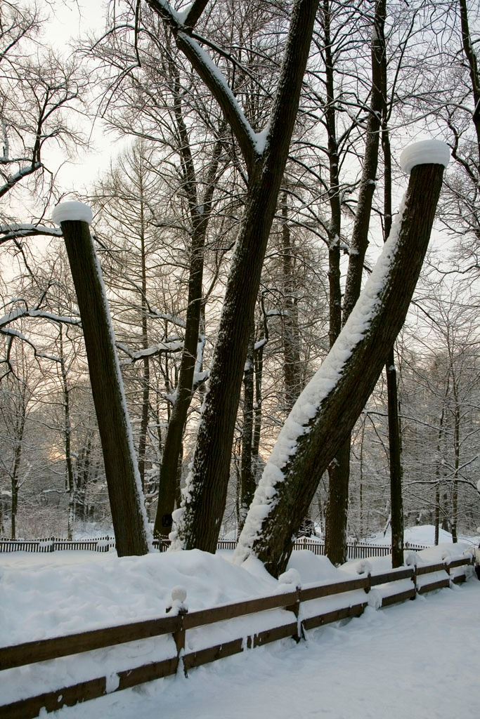 три tree Деревья зима снежные шапки