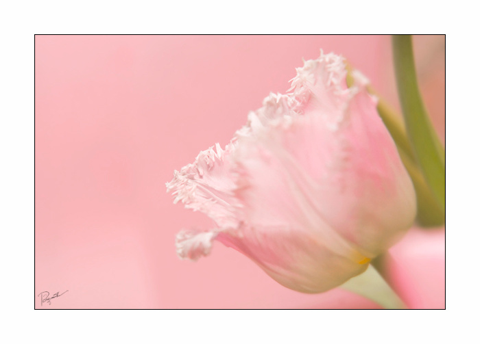Pink... тюльпан розовый tulip pink tierchen penqunta нежный