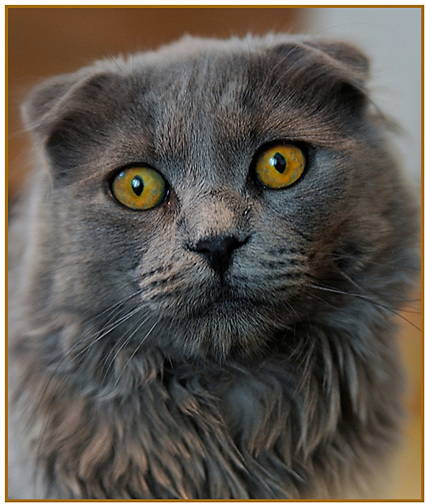 Я тебя люблю... котофото, Плюшкин, новый, друг