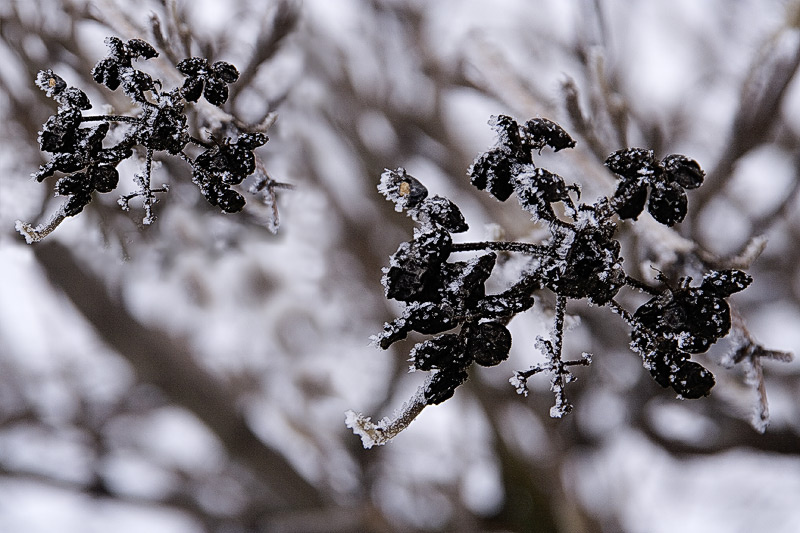 twins Frost, snow, cold, white