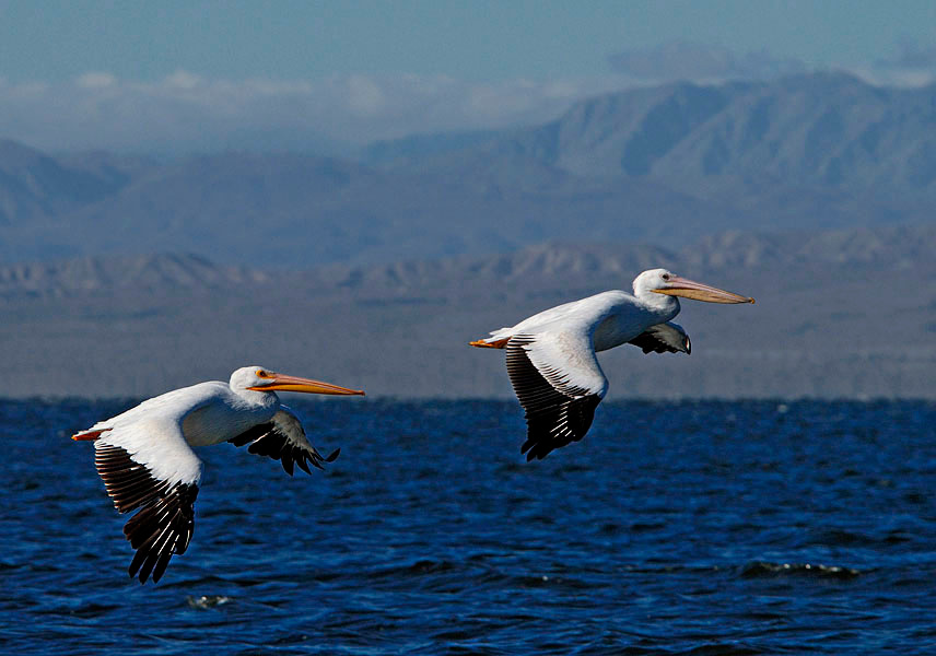 Парное летание #2 Американский белый пеликан, Pelecanus erythrorhynchos, Озеро Солтон Си, American White Pelican, Salton Sea, California