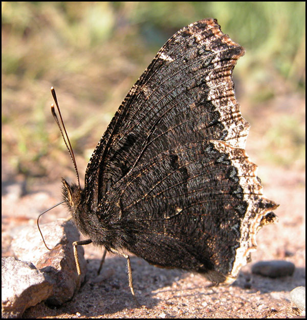 mourning cloak 