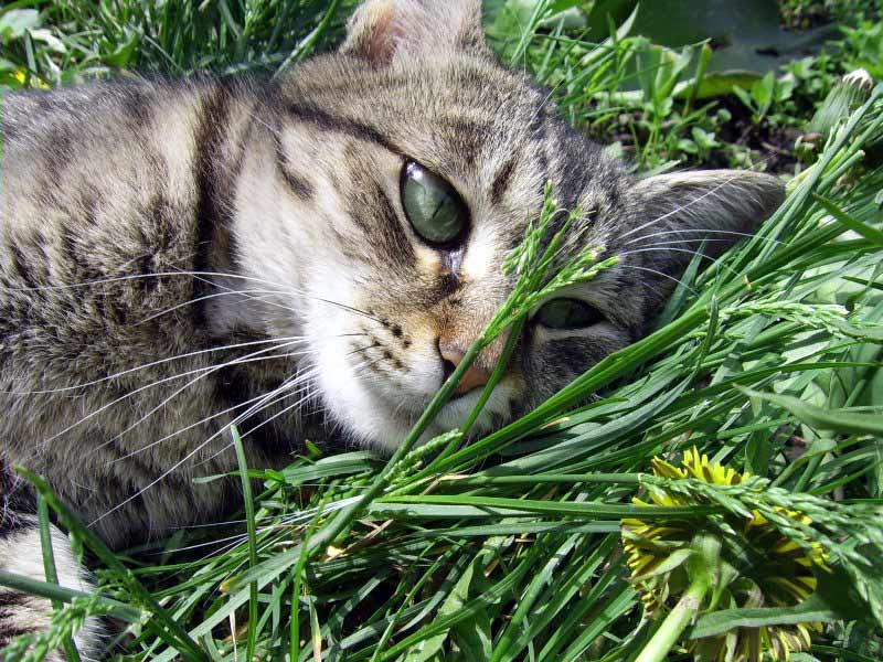 глаза кошка,трава
