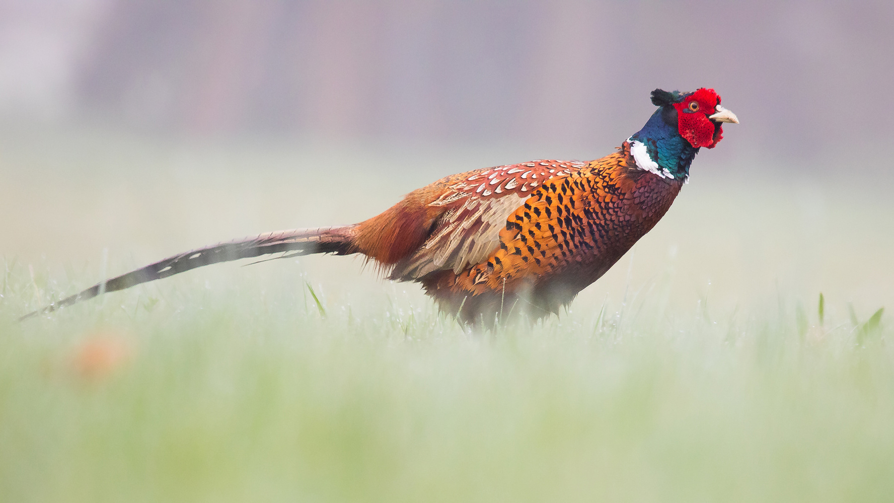 Pheasant 