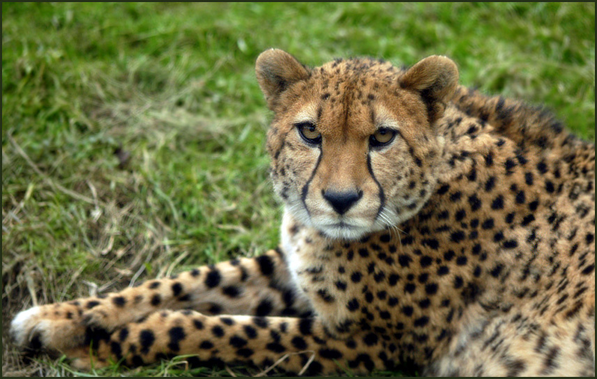 БУКА гепард Acinonyx jubatus