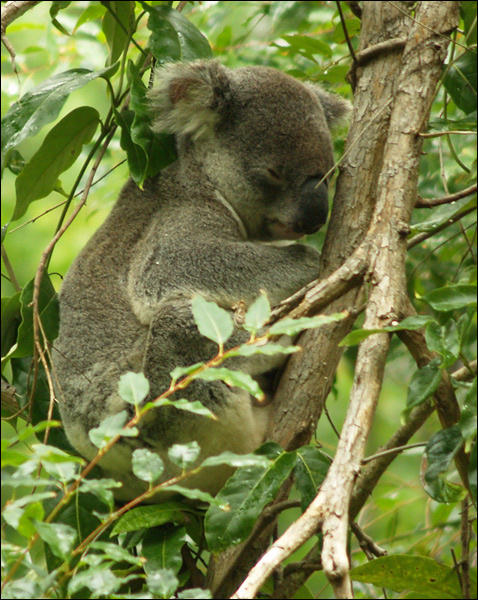 Коала Коала Koala Phascolarctos cinereus