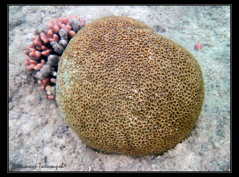 Кораллы Красного моря коралл красное море