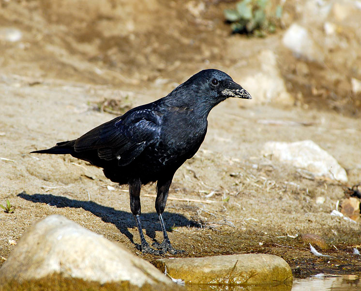 Просто ворона Американская ворона, Corvus brachyrhynchus, Лагуна Малибу, American Crow, Malibu Lagoon, California